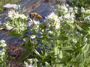 Pycnanthemum pilosum