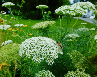 Ammi visnaga