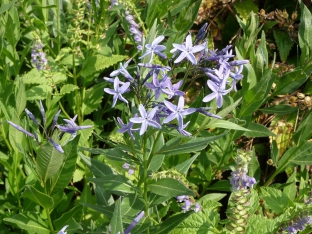 Amsonia tabernaemontana