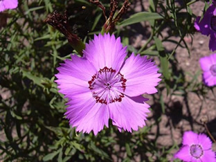 Dianthus amurensis