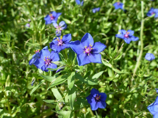 Anagallis arvensis 'Coerulea'