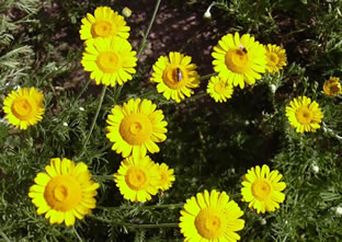 Anthemis tinctoria 'Ala Dagh'