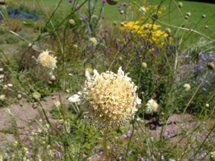 Cephalaria dipsacoides
