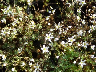 Arenaria ledebouriana ssp. pauciflora