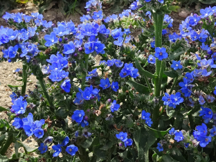 Anchusa capensis