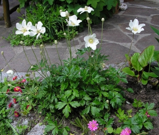 Anemone sylvestris