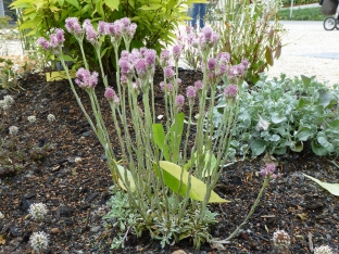 Antennaria dioica