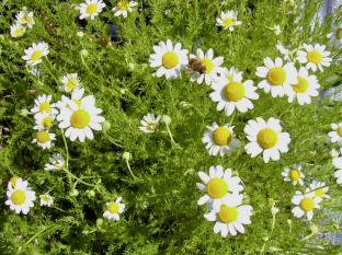 Anthemis nobilis