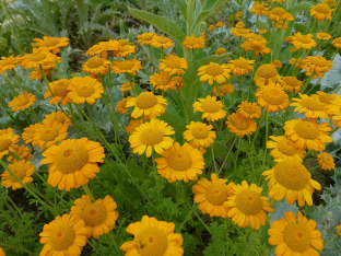 Anthemis sancti-johannis