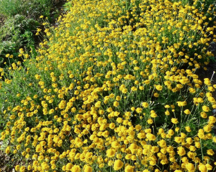 Anthemis tinctoria 'Ala Dagh'