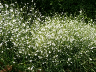 Anthericum ramosum