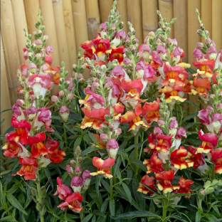 Antirrhinum majus 'Rembrandt'