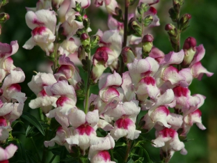 Antirrhinum majus 'Lucky Lips'