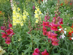 Antirrhinum majus maximum