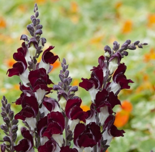 Antirrhinum majus 'Night and Day'