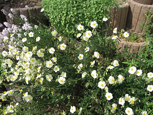 Helianthemum apenninum