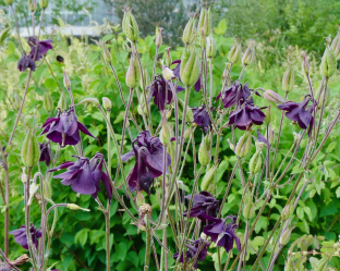 Aquilegia atrata