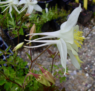 Aquilegia caerulea 'Kristall'