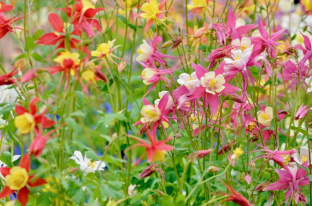 Aquilegia caerulea 'Mc Kana'