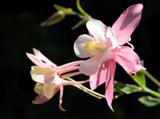 Aquilegia caerulea 'Rose Queen'