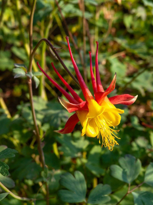 Aquilegia skinneri 'Tequila Sunrise'