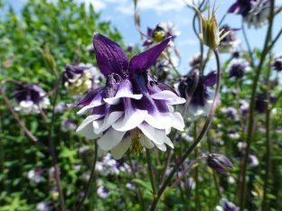 Aquilegia vulgaris 'Blackberry Ice'