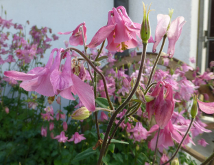 Aquilegia vulgaris 'Altrosa'