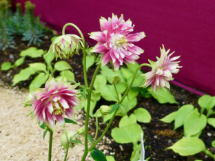 Aquilegia vulgaris plena 'Nora Barlow'