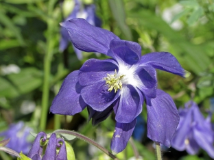 Aquilegia alpina hort.