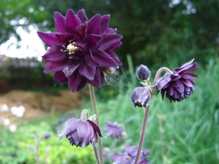 Aquilegia vulgaris 'Black Barlow'