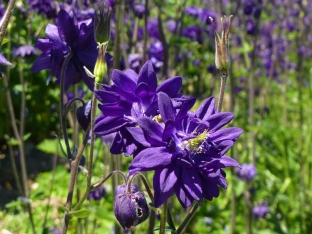 Aquilegia vulgaris plena 'Blue Barlow'