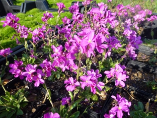 Arabis blepharophylla 'Red Sensation'