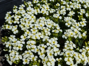 Arabis caucasica 'Yellow Shine'