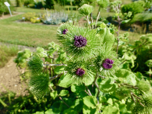 Arctium lappa