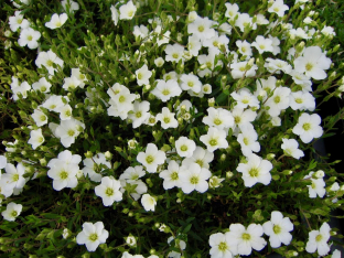 Arenaria montana