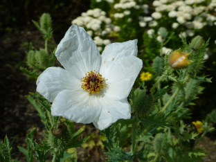 Argemone platyceras