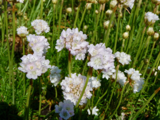 Armeria maritima 'Alba'
