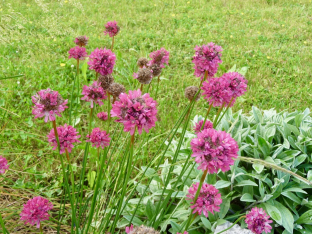 Armeria pseudarmeria 'Joystick Red'