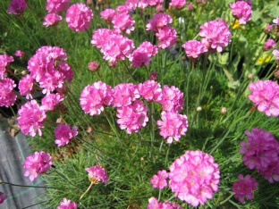 Armeria maritima 'Splendens'