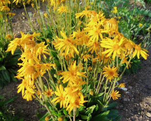 Arnica montana