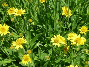 Arnica chamissonis