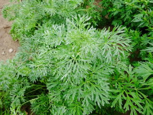 Artemisia absinthium