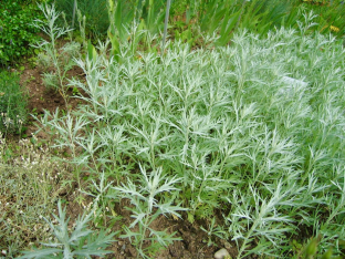 Artemisia ludoviciana