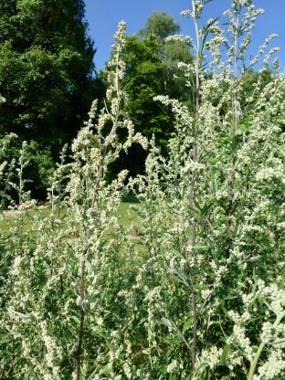 Artemisia vulgaris