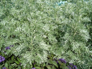 Artemisia absinthium