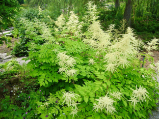 Aruncus dioicus