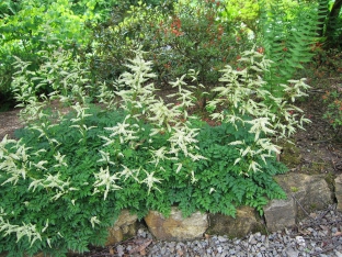 Aruncus aethusifolius