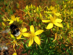 Hypericum perforatum 'Topas'