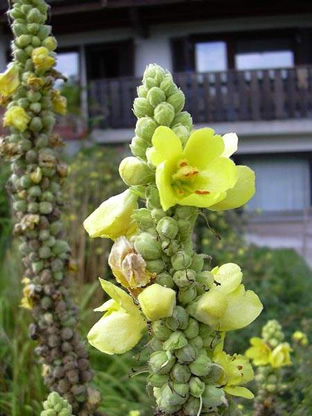Verbascum densiflorum