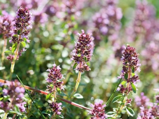 Thymus pulegioides